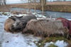 Diese Wildschweine sind offenbar in der Zarow bei Ferdinandshof ertrunken.