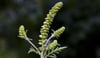 Beifußambrosie (Ambrosia artemisiifolia): Von dieser Pflanze sollten sich Allergiker gerade jetzt fernhalten.