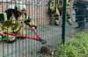Aufgrund der Beschaffenheit des Zaunes musste die Freiwillige Feuerwehr Pasewalk mit schwerem Gerät anrücken, um das Tier zu befreien.