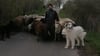 Oliver Barf mit seinen Schafen und den Herdenschutzhunden. Foto: privat