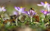 In Bayern fordert ein Volksbegehren schärfere Gesetze für den Artenschutz, vor allem für die Bienen. Wie sehen Bauern und Imker in Vorpommern das Vorhaben.