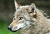 Fünf Schafe hat ein Wolf bei Boizenburg getötet.