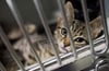 Die geretteten Katzen wurden vorerst in Tierheime gebracht. (Symbolfoto)