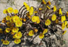 [KT_BU]Der Huflattich blüht in der Region. Leuchtend gelb steht er in voller Blüte. Unsere Vorfahren erkannten seine heilende Wirkung. [KT_CREDIT] FOTO: H. Neuwald
