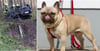 Bei dem Hund, der am 21. Dezember nach einem schweren Verkehrsunfall in Gollin flüchtete, soll es sich um eine Französische Bulldogge (Symbolbild) handeln.