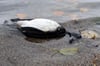 In den vergangenen Tagen waren etwa 150 verendete Wasservögel am Plöner See in Schleswig-Holstein gefunden worden.
