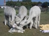 Flauschiger Nachwuchs: Jedes einzelne Tier der Herde begrüßt das neue Fohlen. Doch die Geburt war nicht ganz einfach.