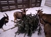 Ziegen der „Ökostation Prenzlau“ freuen sich über ihren nach-weihnachtlichen Festschmaus.