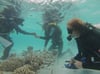 Vor der Küste der Malediven siedeln die Forscher aus Stralsund zusammen mit Einheimischen auf speziellen Konstruktionen neue Korallen an.