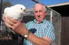 Egbert Klug investiert viel Zeit in die Zucht von King-Tauben. Er stellt am Wochenende mit den Prenzlauer Rassegeflügelzüchtern in der Uckerseehalle aus.
