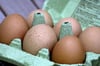 Seit vergangener Woche bestimmt der Skandal um Fipronil-belastete Eier die Schlagzeilen. Das Insektizid kann bei dem täglichen Verzehr von sieben und mehr Eiern gesundheitsschädigend sein.