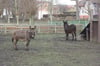 Drei Esel und ein Pony gehören noch zum Tiergehege im Malchiner Stadtpark. Die Ziegen sind in dem Gehege mittlerweile ausgestorben.