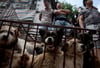 Die Stadt Yulin verbietet es Restaurants, Straßenständen und Markthändler Hundefleisch während des Festes zu verkaufen.