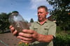 Uwe Fibig sammelt jeden Abend Nacktschnecken aus seinem Garten und „sperrt“ sie im Weckglas weg.
