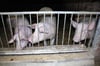Kleine Schweinehaltungen sind von der Schweinepest genau so bedroht wie die Tiere in der Massentierhaltung. Der Landkreis mahnt jetzt zur Vorsicht. Die Krankheit soll nicht eingeschleppt werden.