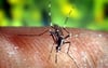 Gefährliche Stechmücken in Brandenburg entdeckt 