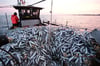 Auch die Herings-Fischer auf dem Greifswalder-Bodden dürfen nur noch 50 Prozent fangen (Archivbild).
