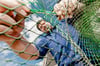 Das Netz einer Reuse reparieren: Auch das gehört zu den Aufgaben von Fischwirt Per Grube.