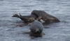 Noch im Dezember feixte eine trächtige Robbe auf einem Stein vor der Greifswalder Oie liegend in die Kamera.