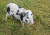 Das Minischwein „Minimii” wird auf einen Hof in Storkow bei Templn vermisst. Wer hat es gesehen?