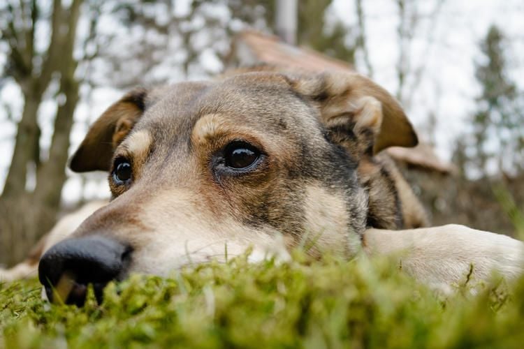 Wenn der geliebte Hund plötzlich stirbt