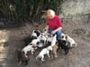 Cathleen Lenz is taking care of 19 puppies by herself.