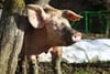Verstöße gegen Tierschutz bei Schweinehaltung. 