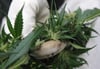 Die zackigen Blätter sind typisch für Cannabispflanzen.