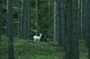 Michael Jendro hat beim Fotografieren im Wald bei Wokuhl-Daberkow ein weißes Damwild gesichtet.