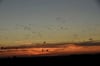 Während des Sonnenuntergangs fliegen unzählige Kraniche in der Region einen Schilfgürtel zum Übernachten an.