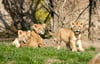 Anfang März hatte die Mutter dieser kleinen Löwen im Leipziger Zoo zwei weitere Geschwister getötet.
