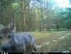 Ein Wolfswelpe inspiziert neugierig eine automatische Kamera, die im Rahmen des Wildtiermonitorings installiert wurde.