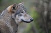 Wolfssichtungen können an das Landesamt für Umwelt, Naturschutz und Geologie oder unter info@wolf-mv.de gemeldet werden.