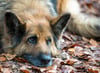 Bislang wurden alle Fundhunde vom Wach- und Sicherheitsdienst Ciesilski versorgt. Der Tierschutzverein will diese Aufgabe nun übernehmen. 