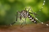 Einige Exemplare der gefährlichen Asiatischen Tigermücke (Aedes albopicts) wurden auch schon in Deutschland gesichtet.