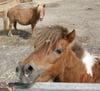 Auch im Germendorfer Tierpark in Oranienburg spielen Pferde eine große Rolle.
             