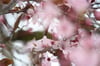 Mit Blüten und Wärme haben am Dienstag die Eisheiligen begonnen. Diese Japanische Kirsche hat Leonie Nakosky aus Neubrandenburg fotografiert.
