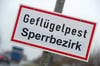 Ein Schild mit der Aufschrift „Geflügelpest Sperrbezirk” steht an einer Straße. Auch im Landkreis Mecklenburgische Seenplatte, diesmal rund um Blankensee im Amtsbereich Neustrelitz-Land ist die Vogelgrippe ausgebrochen (Symbolbild).