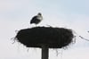 In Glasow kehrte bereits am 17. März der erste Storch Vorpommern heim.