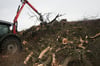 Die Überreste des zerlegten Baumes werden in einen Eichenbestand nahe Neubrandenburg transportiert. 