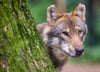 Der Wolf ist auch in der Feldberger Seenlandschaft immer wieder ein Thema. Menschen sind solchen Tieren in den vergangenen Wochen mehrfach begegnet.