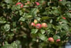 In diesem Winter sind an Proben von Apfelbäumen die Eier des Apfelblattsaugers, der Kommaschildlaus und der Blutlaus am häufigsten festgestellt worden.