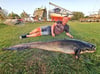 Dieser 1,80-Meter-Wels stammt aus der Peene bei Anklam. Angler Dominic Pankratz und Riesenfisch trennen nur fünf Zentimeter in der Körpergröße.