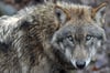 In Brandenburg leben derzeit zwölf Wolfsrudel, zwei Paare und zwei Einzeltiere.