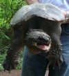 Eine solche Alligator-Schildkröte wird dieser Tage in einem Badesee im bayerischen Allgäu gesucht. Sie soll ein Kind gebissen haben. Foto: Peter Deicke