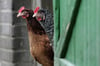 Diese Hühner schauen aus dem Stall. Geflügel muss auch im Altkreis Demmin eingestallt werden, damit die Ansteckungsgefahr gebannt wird.
