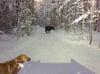 In der Stadt Anchorage im US-Bundesstaat Alaska wandert seit sieben Monaten eine entlaufene Kuh durch ein rund 16 Quadratkilometer großes Waldstück.