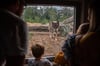 Durch das Fenster im Wolfstunnel haben Besucher einen sicheren Blick auf die Wölfe im Ueckermünder Tierpark. Am 17. Juni um 21 Uhr veranstaltet der Tierpark wieder eine Wolfsnacht.