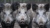 Der Wildschweinbestand in Vorpommern wächst weiter an, daran konnten auch die 4500 Abschüsse mehr im vergangenen Jagdjahr noch nichts ändern. 