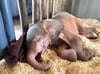 Das Albino-Elefanten-Baby hat schon 20 Kilo zugenommen.